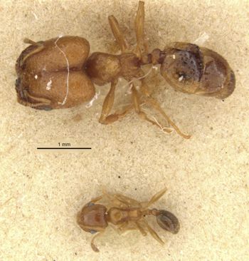 Media type: image;   Entomology 568123 Aspect: habitus dorsal view